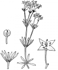 Nom original: Galium anisophyllon (n°1697)