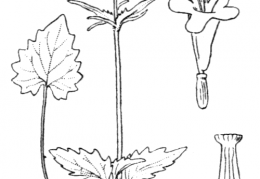 Nom original: Valeriana tripteris (n°1732)