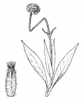 Nom original: Knautia longifolia (n°1762)