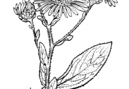 Nom original: Aster amellus (n°1802)