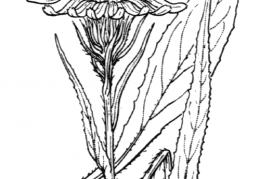 Nom original: Senecio doronicum (n°1842)