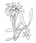 Nom original: Leontopodium alpinum (n°1889)