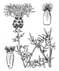 Nom original: Centaurea maculosa (n°2084)