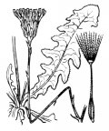 Nom original: Hypochaeris radicata (n°2135)