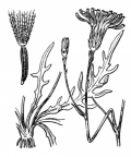 Nom original: Leontodon autumnalis (n°2140)