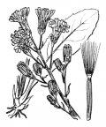 Nom original: Crepis praemorsa (n°2213)