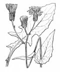 Nom original: Crepis paludosa (n°2221)