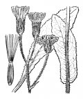 Nom original: Crepis succisifolia (n°2226)