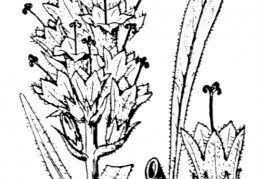 Nom original: Campanula thyrsoides (n°2352)