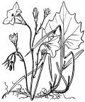 Nom original: Campanula rotundifolia (n°2366)