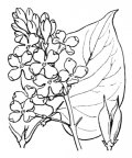 Nom original: Syringa vulgaris (n°2460)