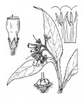 Nom original: Symphytum officinale (n°2549)