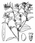 Nom original: Lithospermum officinale (n°2569)