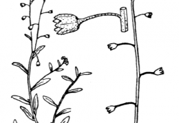 Nom original: Myosotis palustris (n°2588)