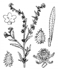 Nom original: Echinospermum lappula (n°2603)