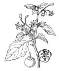 Nom original: Solanum nigrum (n°2627)