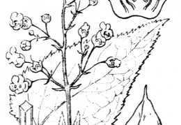 Nom original: Scrophularia nodosa (n°2659)