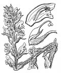 Nom original: Orobanche hederae (n°2826)