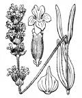 Nom original: Lavandula vera (n°2837)