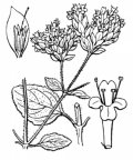 Nom original: Origanum vulgare (n°2848)