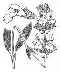 Nom original: Salvia officinalis (n°2883)