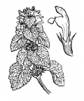 Nom original: Lamium purpureum (n°2904)