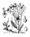 Nom original: Euphorbia cyparissias (n°3238)
