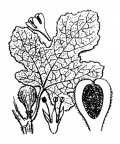 Nom original: Ficus carica (n°3264)