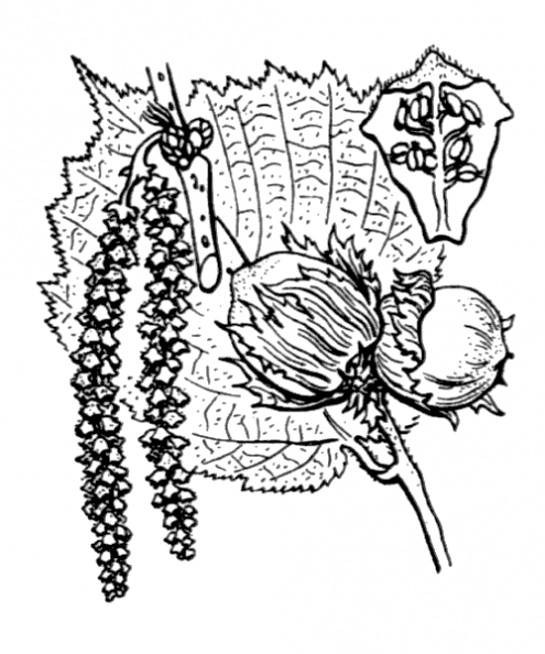 coste_3279.png