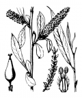 Nom original: Salix fragilis (n°3308)