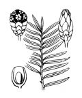 Nom original: Taxus baccata (n°3325)
