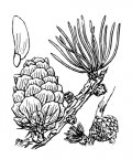 Nom original: Larix europaea (n°3333)