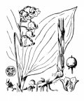 Nom original: Convallaria majalis (n°3487)