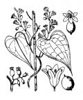Nom original: Tamus communis (n°3500)