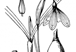 Nom original: Galanthus nivalis (n°3536)