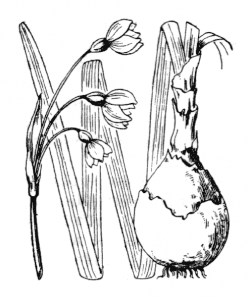 coste_3539.png