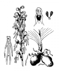 Nom original: Aceras anthropophorum (n°3581)