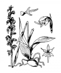 Nom original: Herminium monorchis (n°3618)
