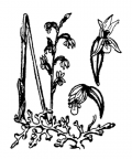 Nom original: Corallorhiza innata (n°3624)