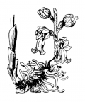 Nom original: Neottia nidus-avis (n°3627)