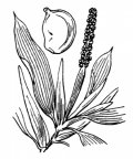Nom original: Potamogeton lucens (n°3650)