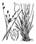 Nom original: Luzula forsteri (n°3733)