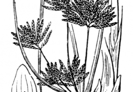 Nom original: Cyperus longus (n°3756)