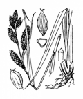 Nom original: Carex riparia (n°3856)