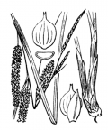 Nom original: Carex rostrata (n°3863)