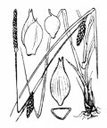 Nom original: Carex distans (n°3902)