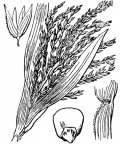 Nom original: Zea mays (n°3910)