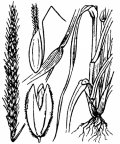 Nom original: Alopecurus agrestis (n°3940)