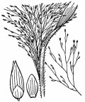 Nom original: Panicum capillare (n°3959)