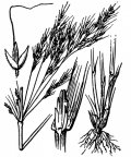 Nom original: Agrostis spica-venti (n°3998)